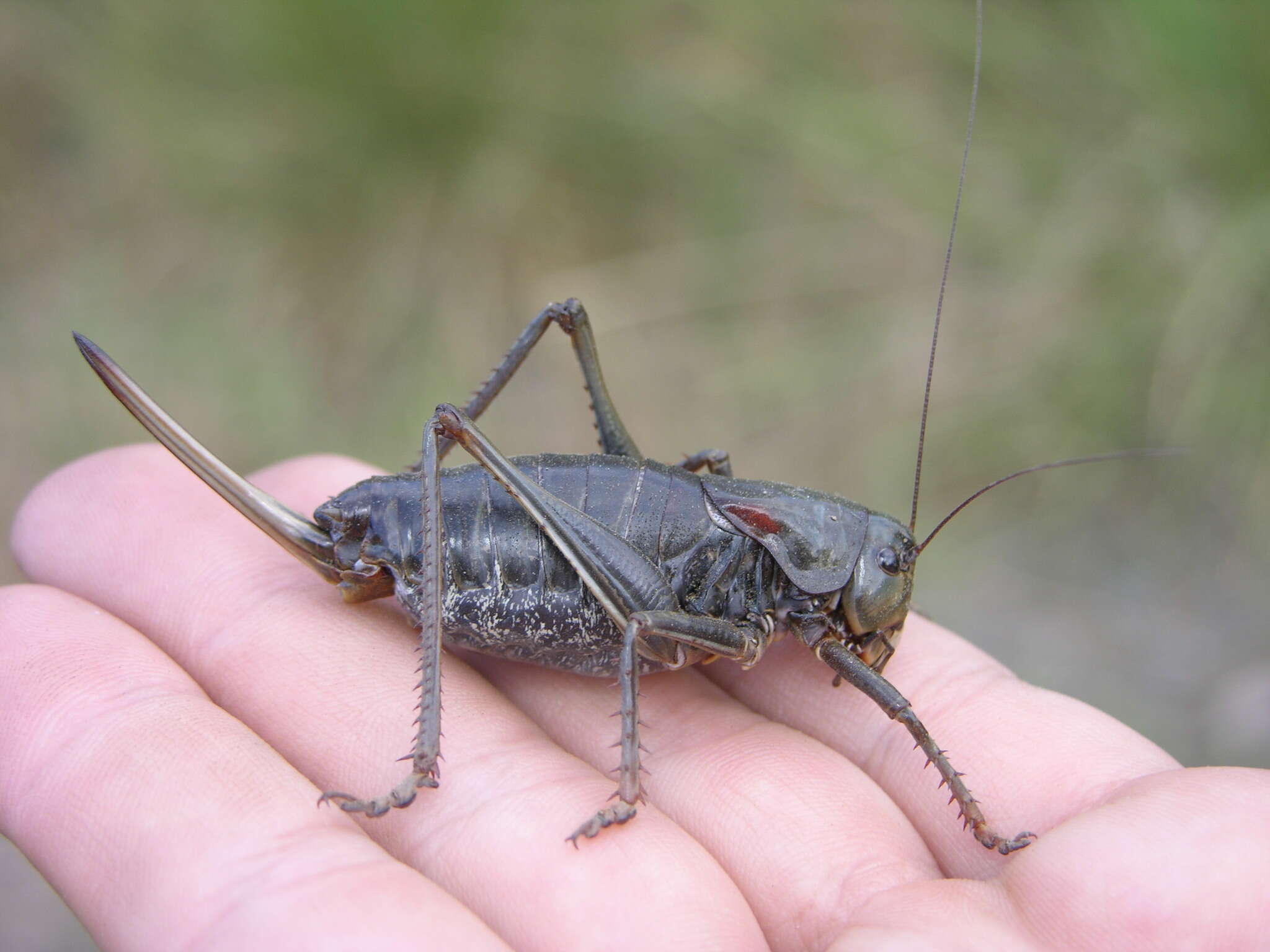 Image of mormon cricket