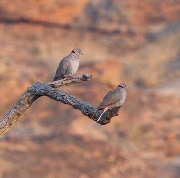 Image of African Mourning Dove