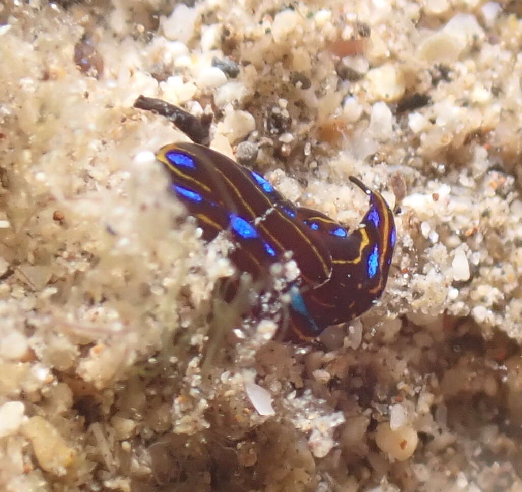 Image of Chelidonura alisonae Gosliner 2011