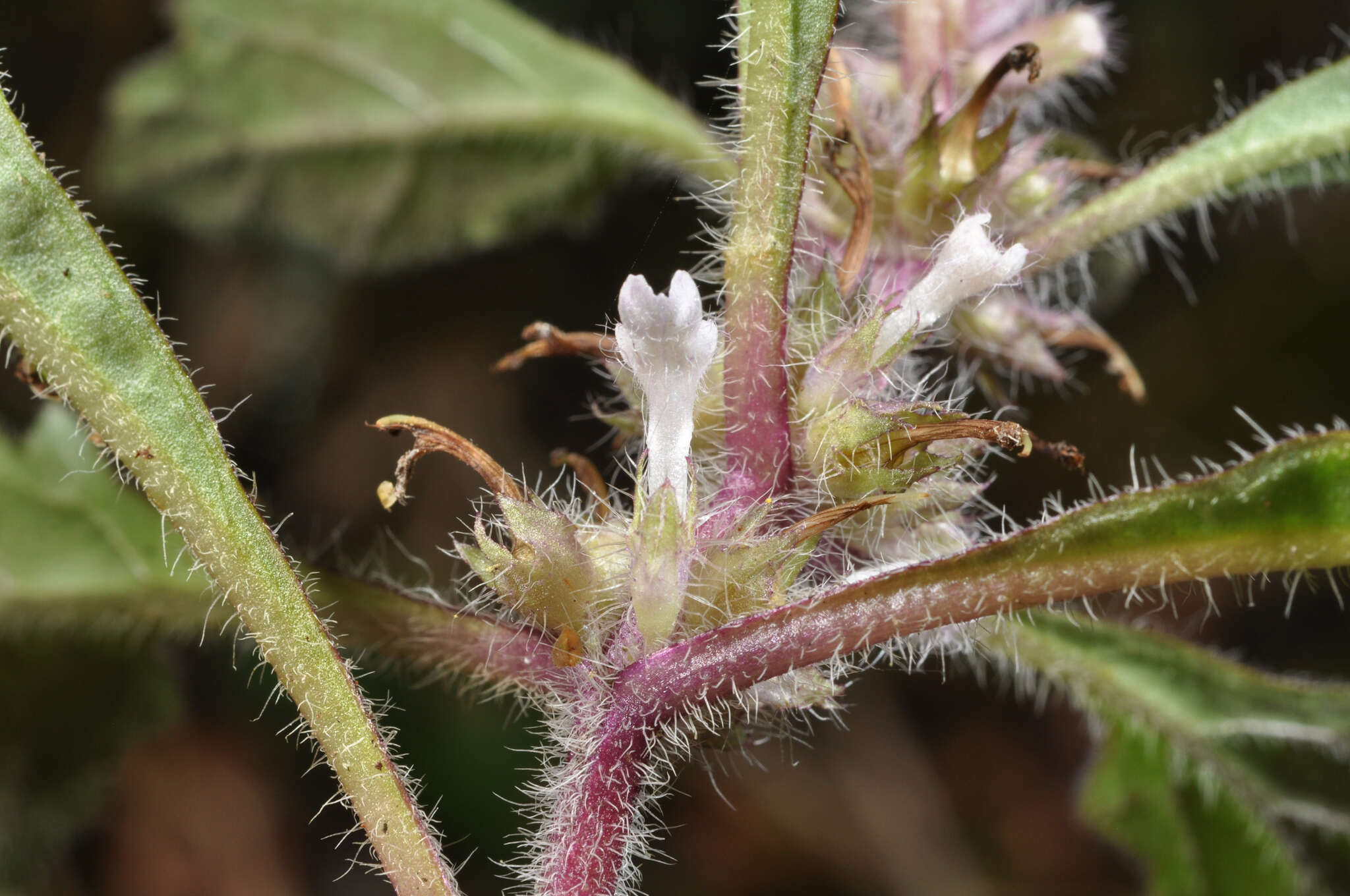 Image of Ajuga taiwanensis Nakai ex Murata