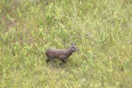 Image of Sitatunga