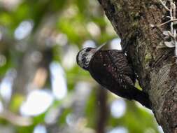 Image of Yellow-crested Woodpecker