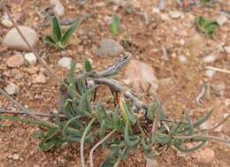 Image of Bulbine triebneri Dinter