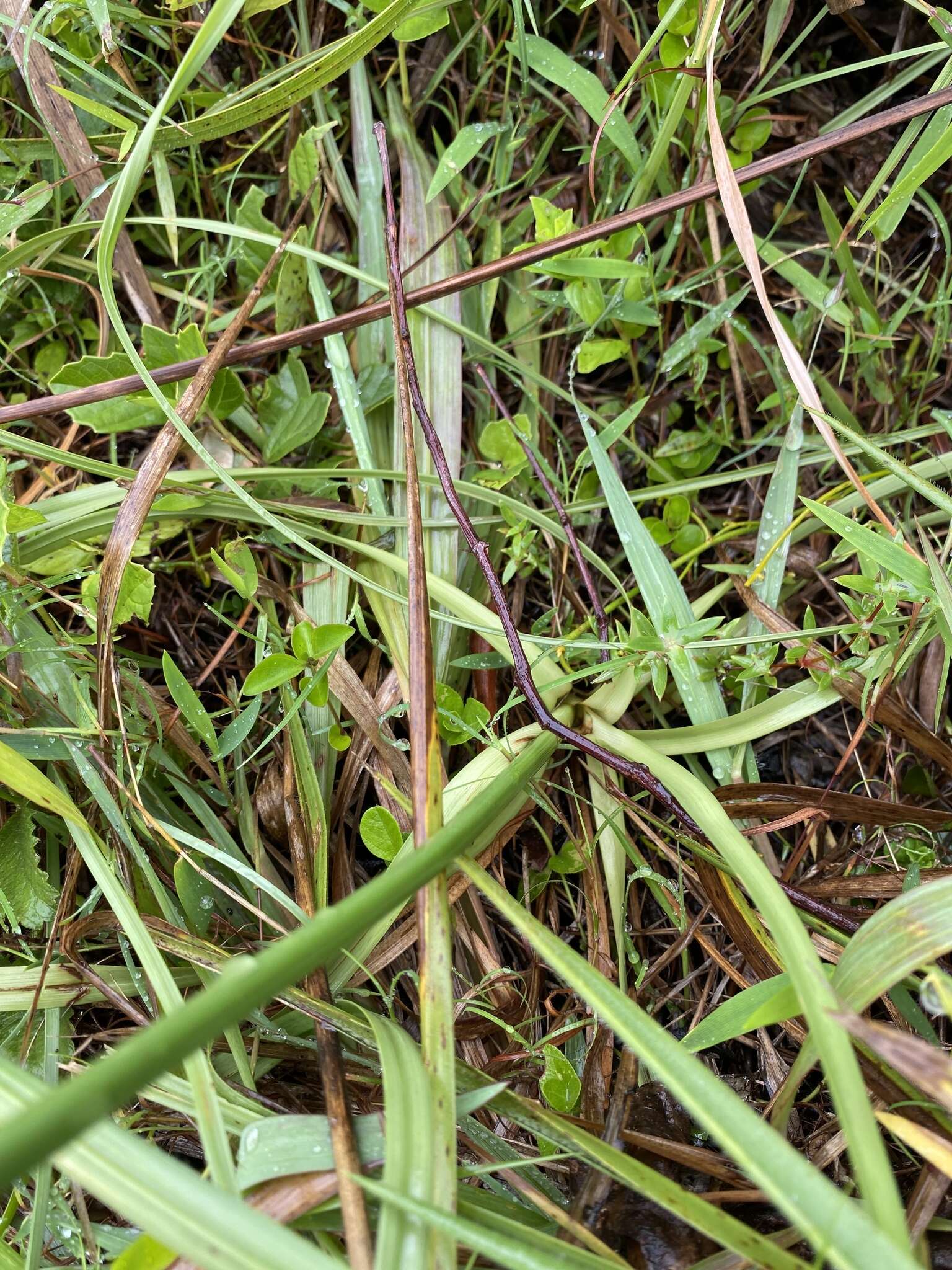 Image of Cyperus niveus Retz.