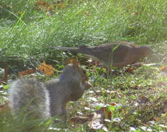 Image of Sciurus subgen. Sciurus Linnaeus 1758