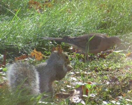 Image of Sciurus subgen. Sciurus Linnaeus 1758