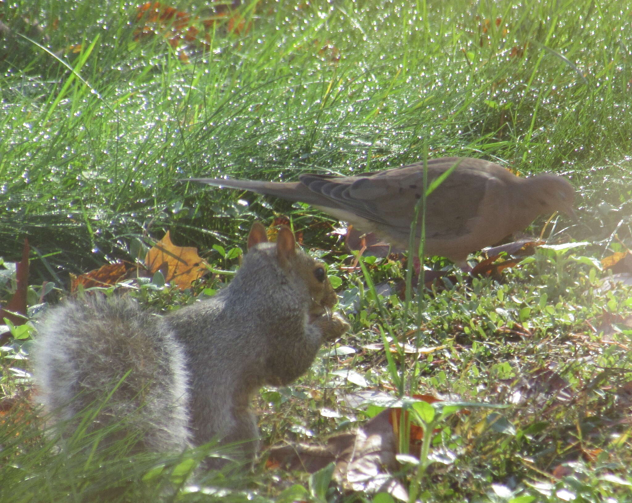 Image of Sciurus subgen. Sciurus Linnaeus 1758