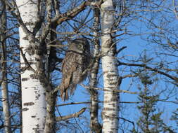 Image of Great Gray Owl