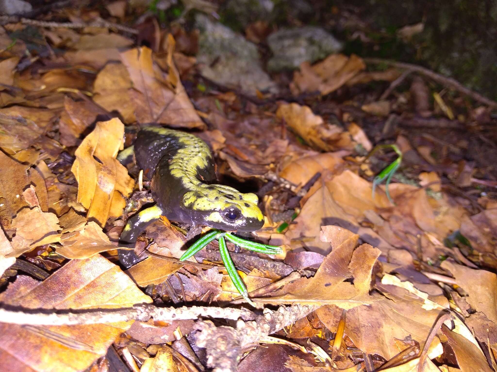 Image of Alpine Salamander