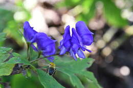 Image of Aconitum jaluense subsp. taigicola (Vorosh.) V. N. Voroshilov