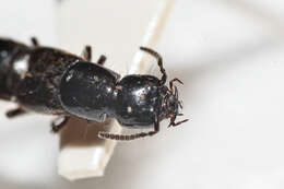 Image of Rove beetle