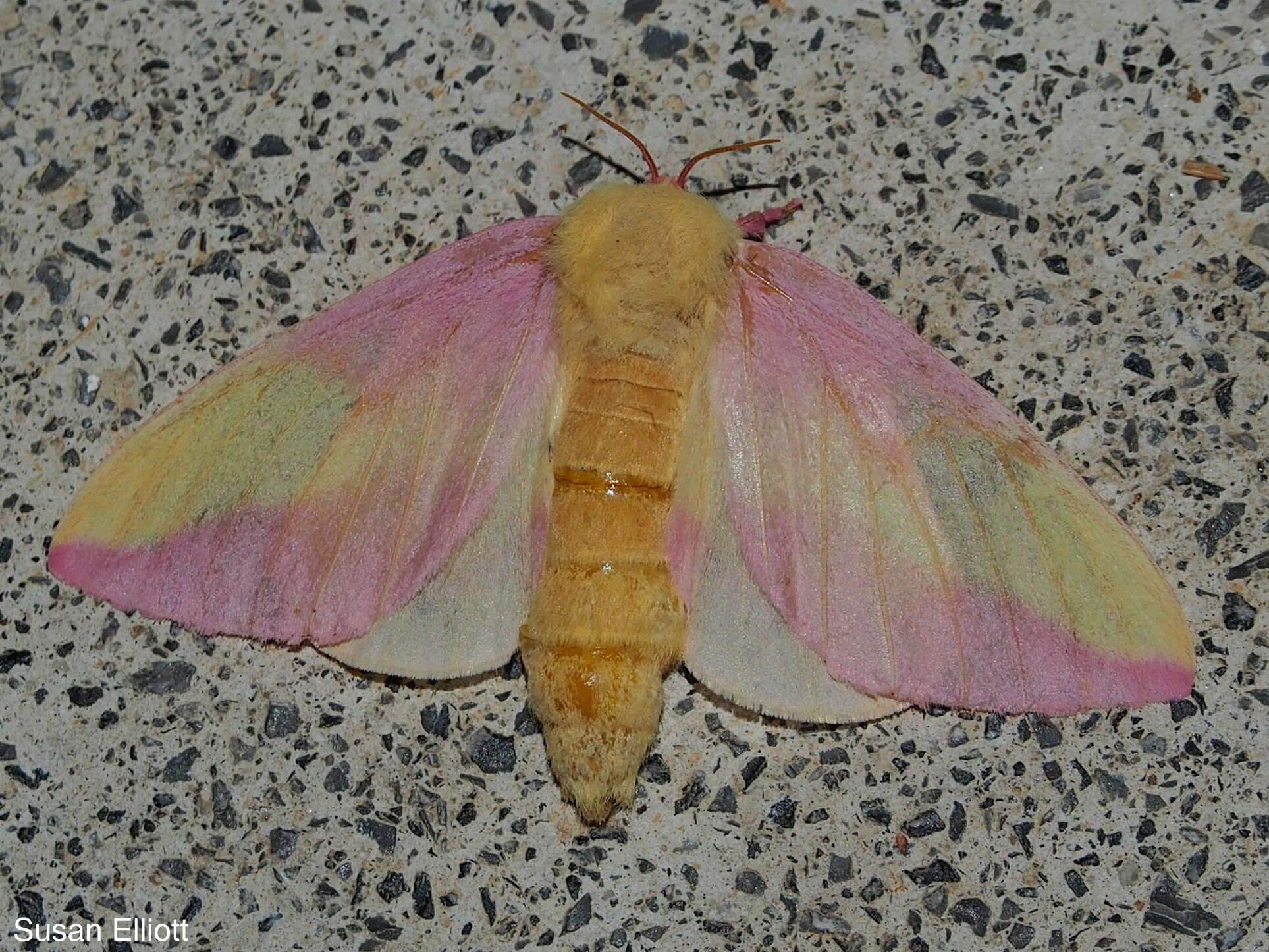 Rosy Maple Moth - Encyclopedia of Life