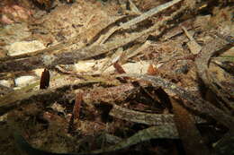 Image of Long finned goby