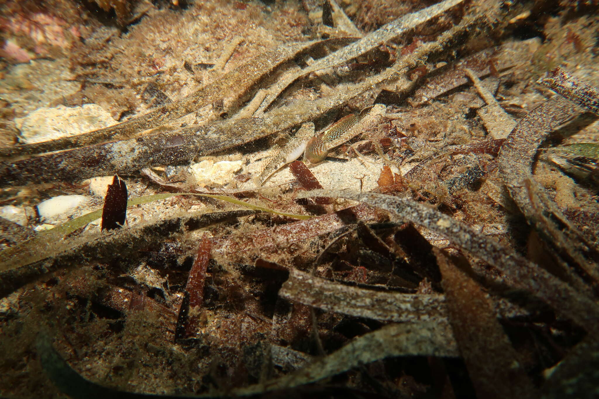 Image of Long finned goby