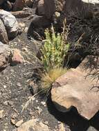 Image of Hawaii Alpine Hair Grass