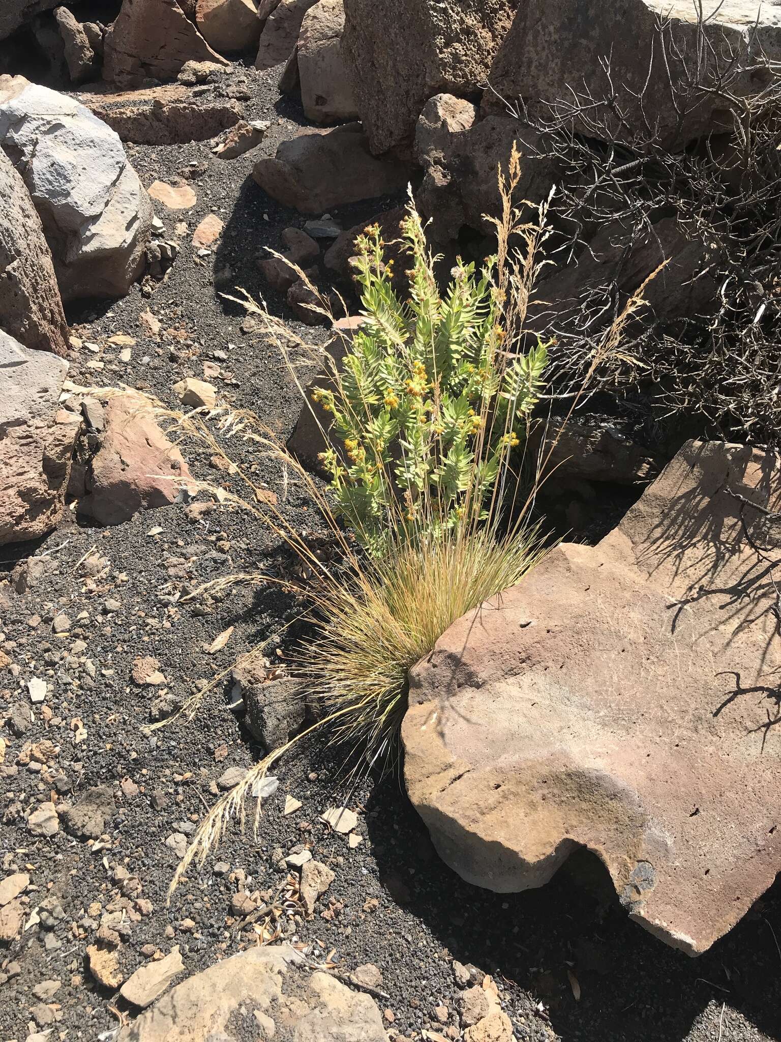 صورة Deschampsia nubigena Hillebr.