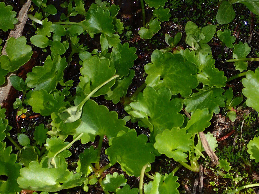 Image of Streambank Pseudosaxifrage