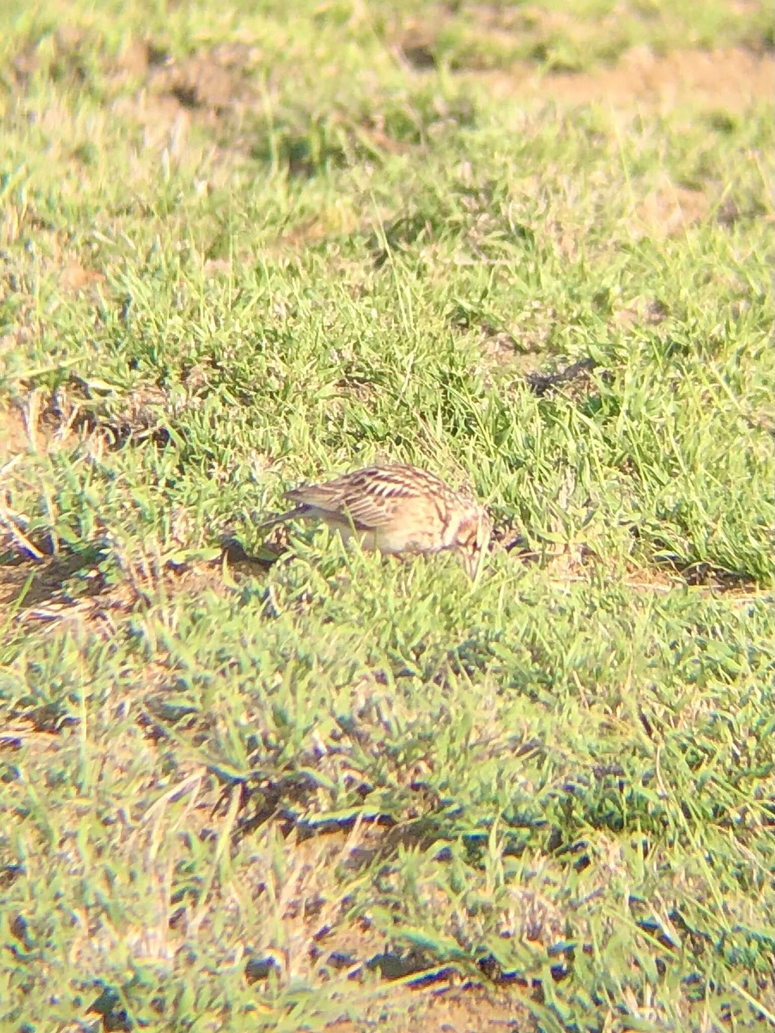 Image of Short-tailed Lark