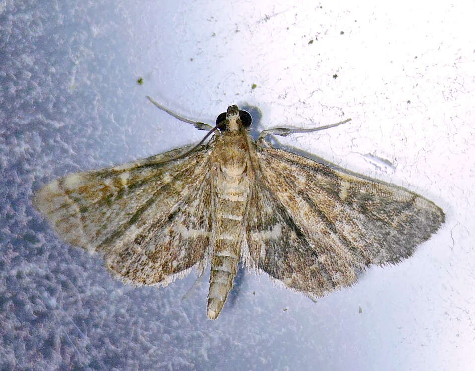 Image of Yellow-spotted Webworm Moth