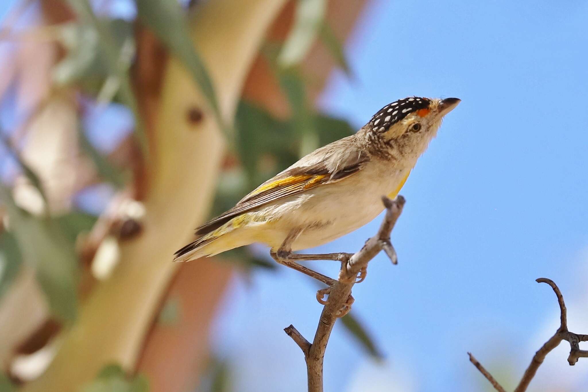 Imagem de Pardalotus rubricatus Gould 1838