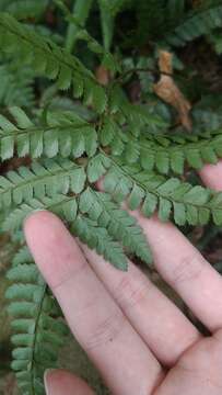 Image of East Indian hollyfern