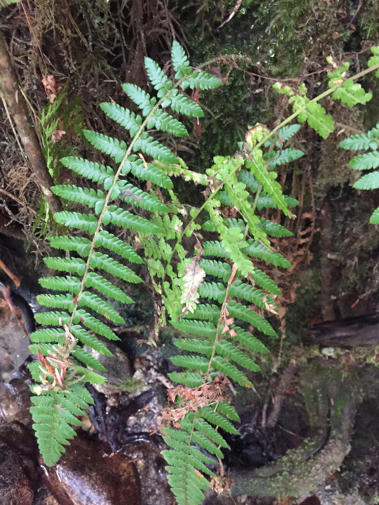 Image of Alaska hollyfern