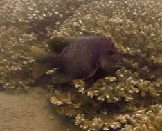 Image of Bumphead damselfish