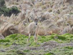 Image of Odocoileus virginianus ustus Trouessart 1910