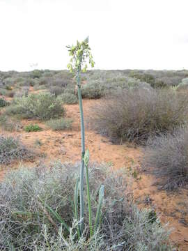 Image de Albuca grandis J. C. Manning & Goldblatt