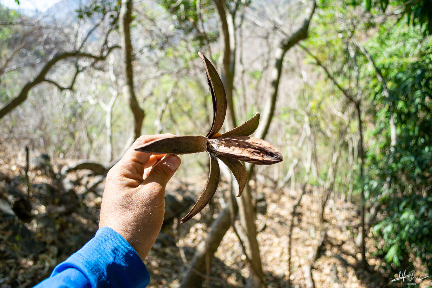 Image of Cedrela salvadorensis Standl.