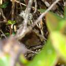 Image of Friendly Bush Warbler