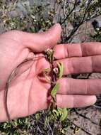 Plancia ëd Lippia integrifolia (Griseb.) Hieron.