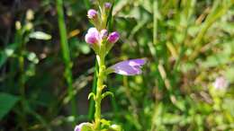 Image of Physostegia virginiana var. speciosa (Sweet) A. Gray