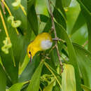 Image of Yellow-ringed White-eye