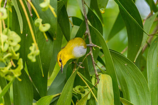 Image of Yellow-ringed White-eye