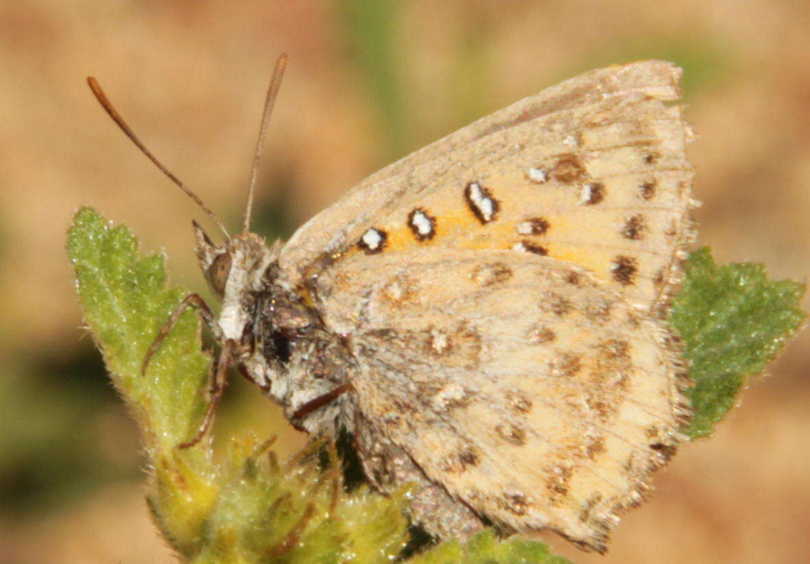 Image of Aloeides damarensis mashona Tite & Dickson 1973