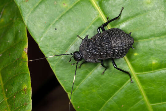 صورة Catara rugosicollis (Brunner von Wattenwyl 1865)