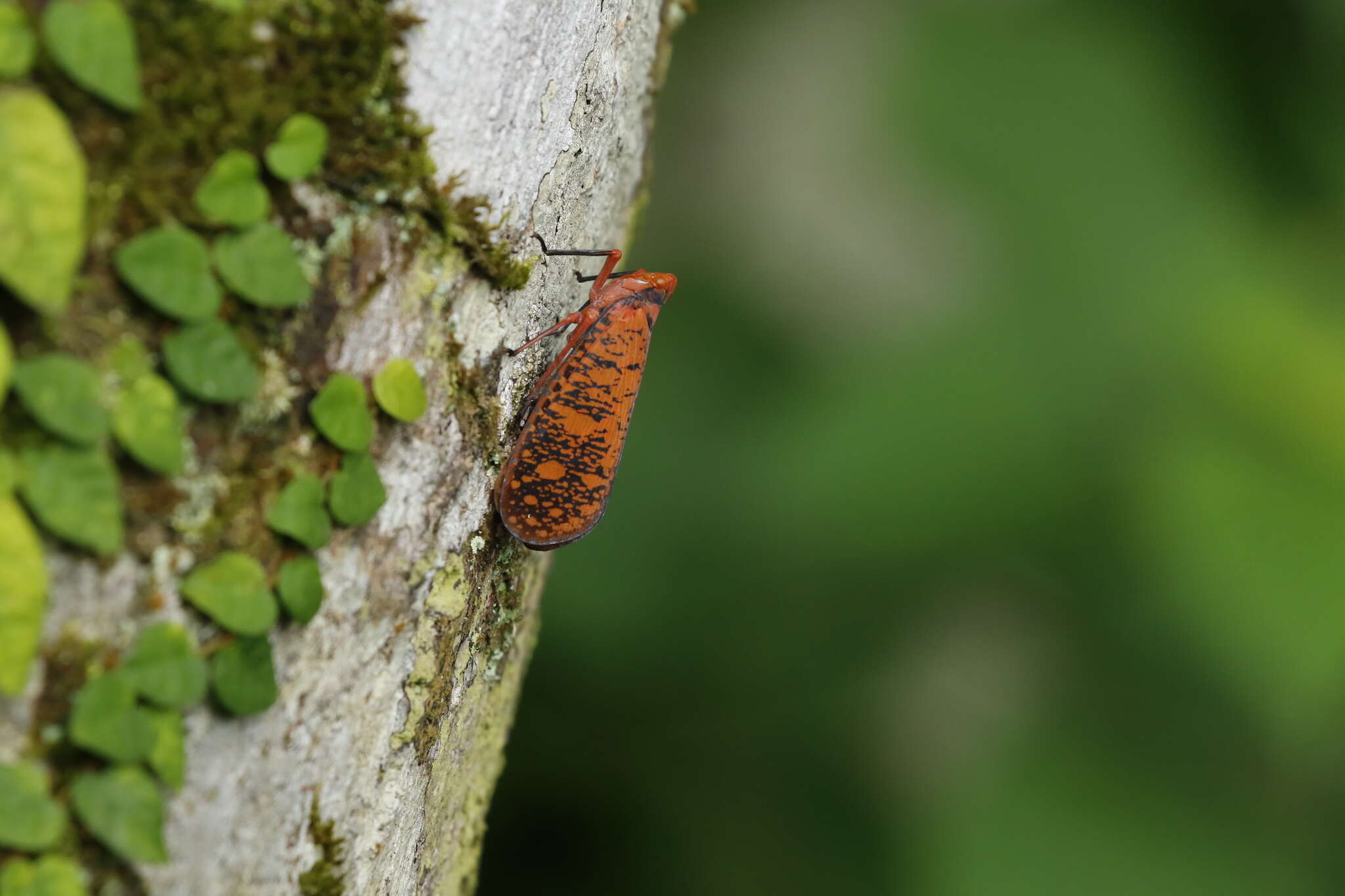 Image of Aphaena (Aphaena) discolor Guérin-Méneville 1834