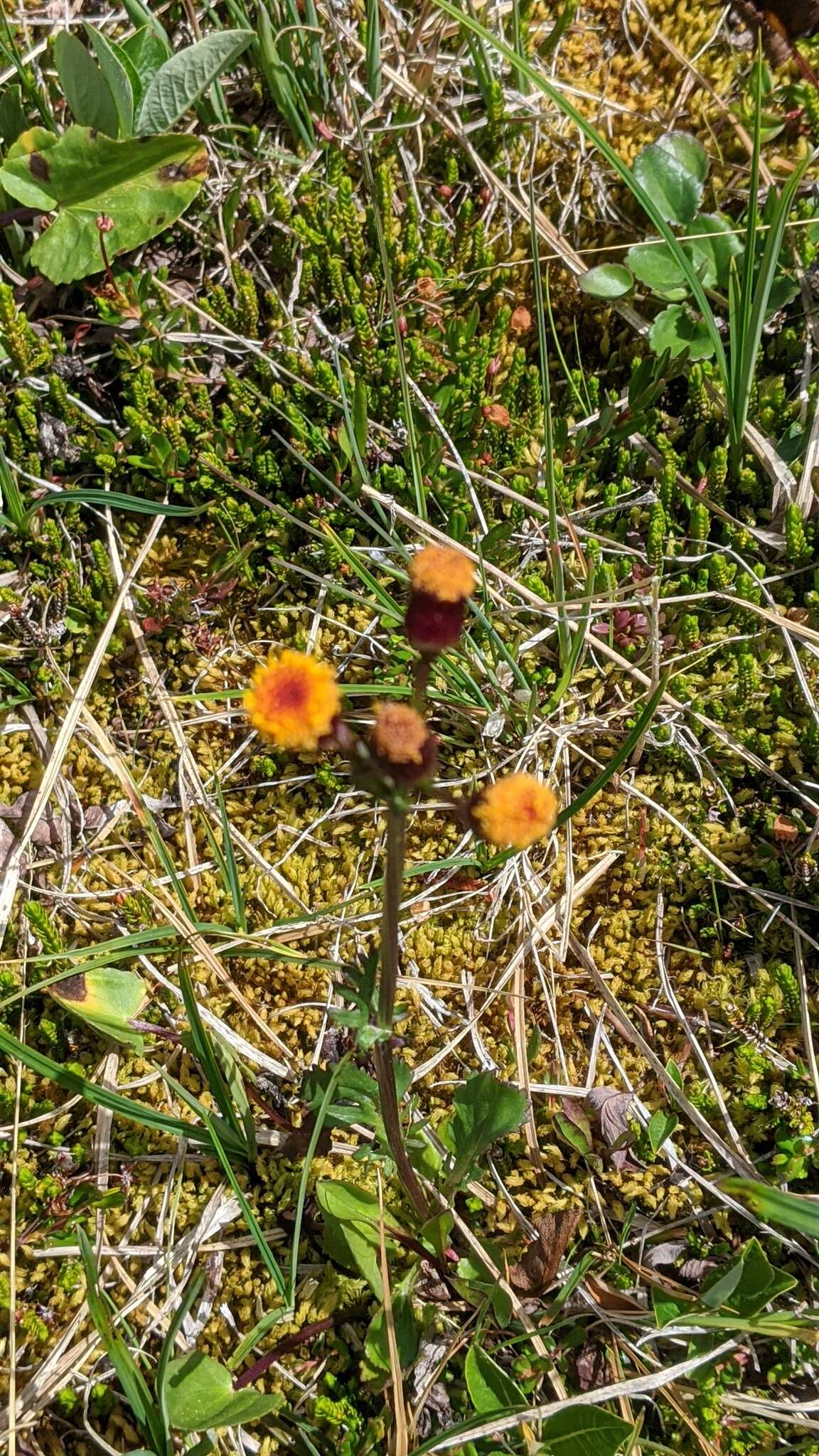 Image of Rayless Alpine Groundsel