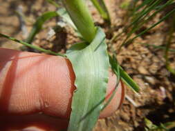 Image of Moraea macronyx G. J. Lewis