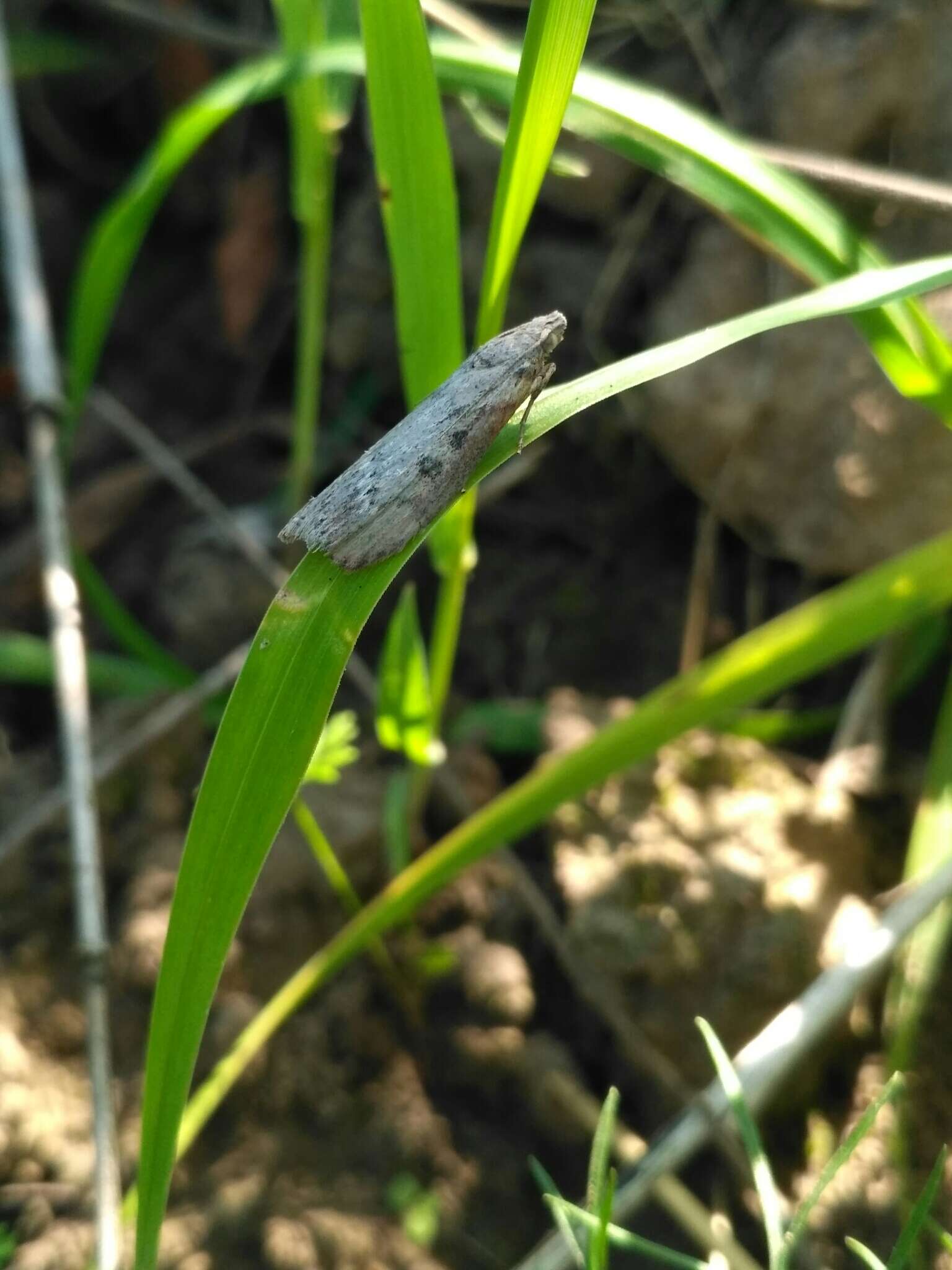 Lamoria anella Schiffermüller 1775 resmi