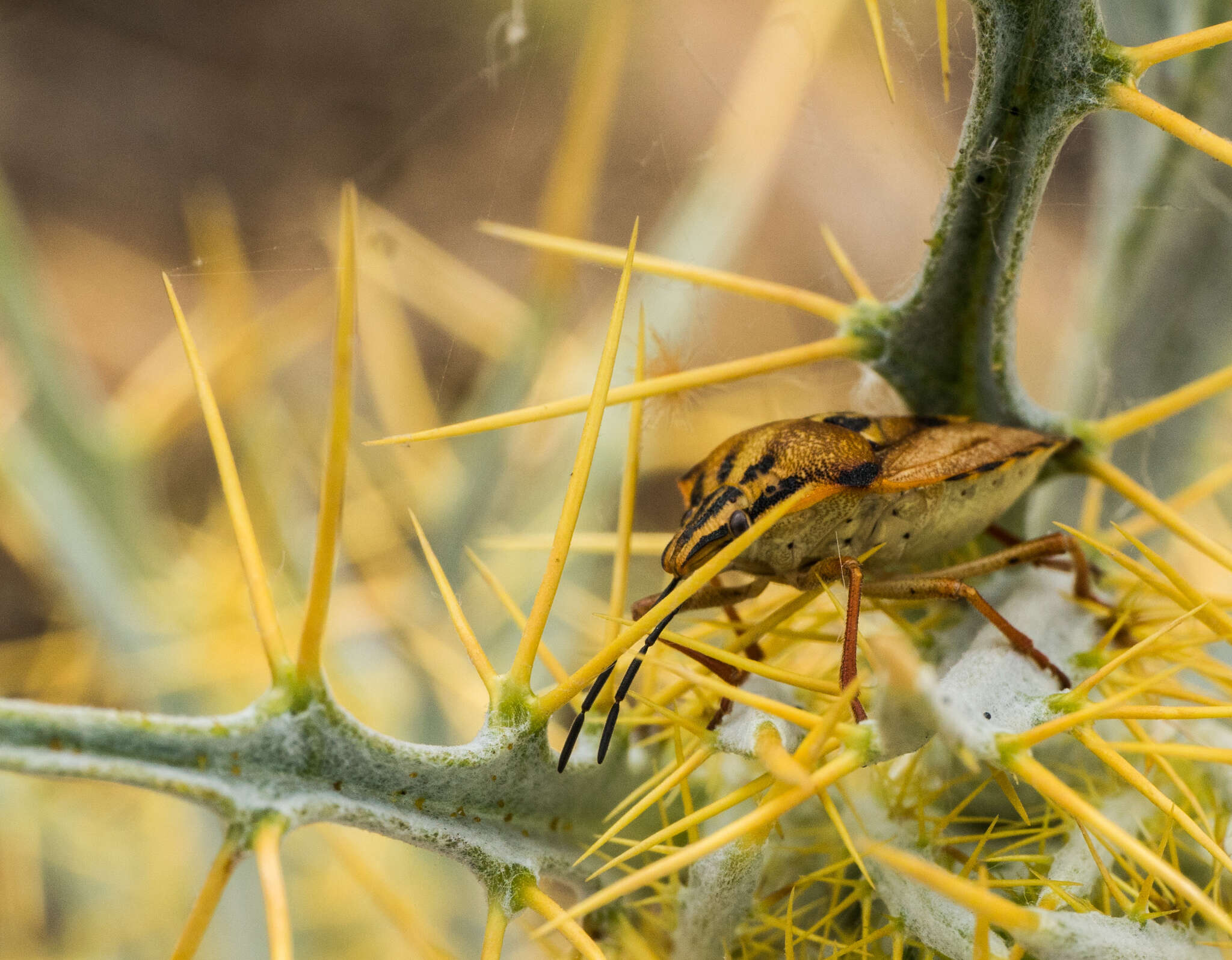 Image of <i>Carpocoris <i>mediterraneus</i></i> mediterraneus