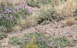 Image of Black-fronted Ground Tyrant