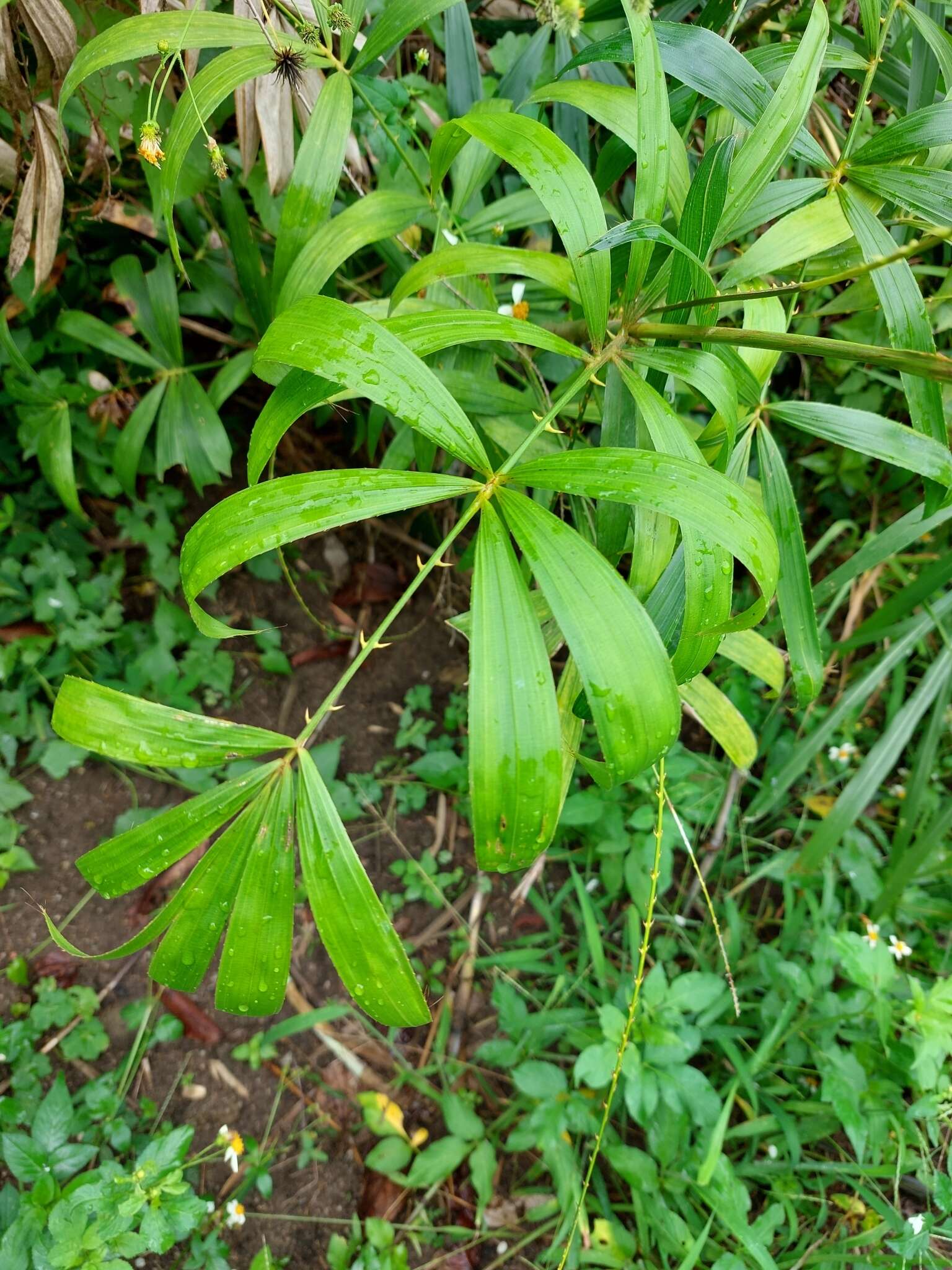 Plancia ëd Calamus tetradactylus Hance