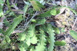 Image of Prostrate Banksia