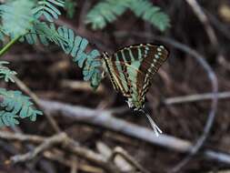 Слика од Graphium nomius (Esper 1798)