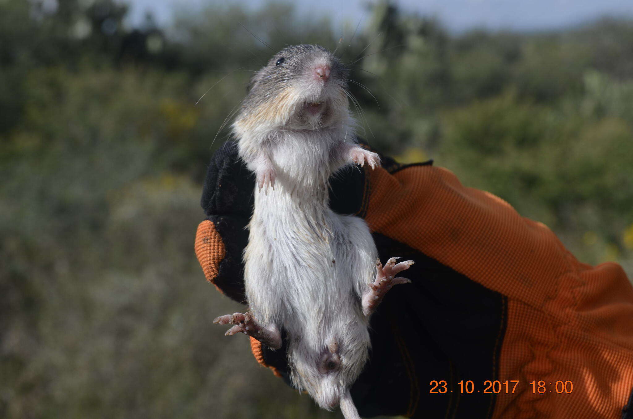 Image of Mexican spiny pocket mouse