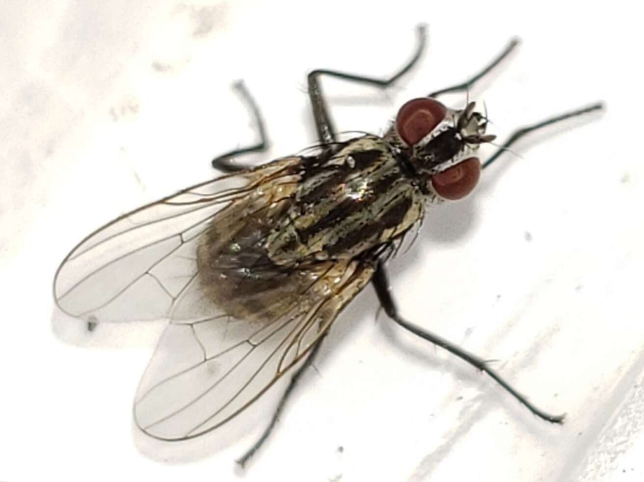 Image of Limnophora narona (Walker 1849)