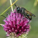 صورة Sphex atropilosus Kohl 1885