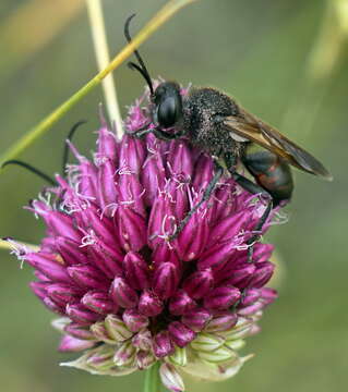 Image of Sphex atropilosus Kohl 1885